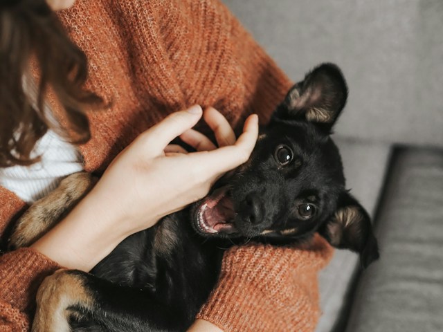 Muerte de una mascota