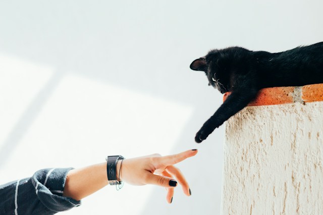 Muerte de una mascota